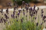 Lavendel mit Biene