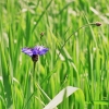 Kornblume