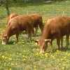 Limousin-Mutterkhe